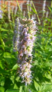Bumblebee on hybrid Agastache 'Blue Fortune'