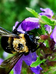 Carpenter bee (Xylocopa virginica) visiting flowers of dragonhead (Dracocephalum moldavica), with pollen
