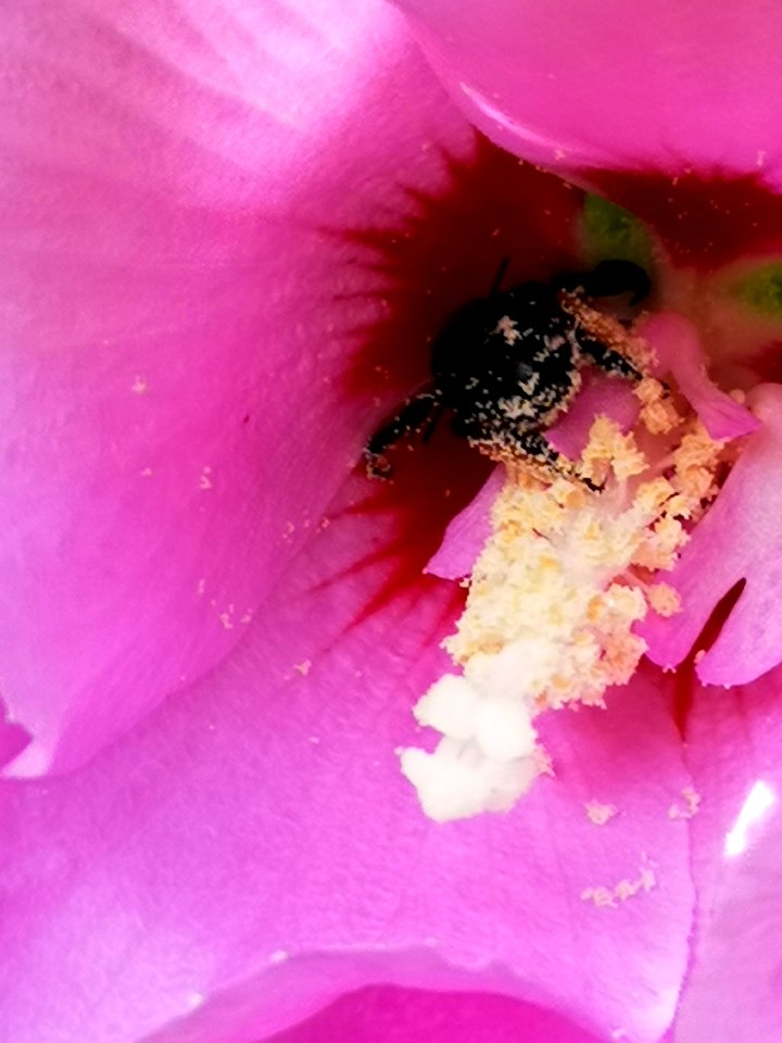 Black bee in rose of Sharon Hibiscus syriacus