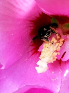 Black bee in rose of Sharon Hibiscus syriacus