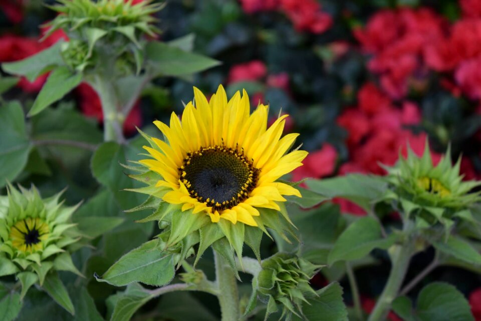 Graden summer nature
