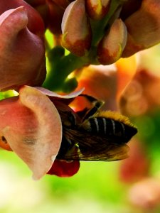 Leafcutter bee visiting hopniss Apios americana