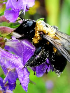 Carpenter bee (Xylocopa sp.) visiting flowers of dragonhead (Dracocephalum moldavica), with pollen