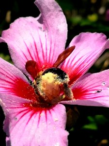 Bee visiting rose of Sharon Hibiscus syriacus covered in pollen