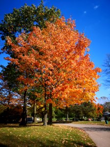 Maple tree (Acer sp.) with wasp(?) nest and orange leaves