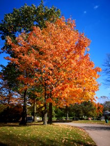 Maple tree (Acer sp.) with wasp(?) nest and orange leaves photo