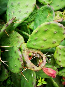 Opuntia