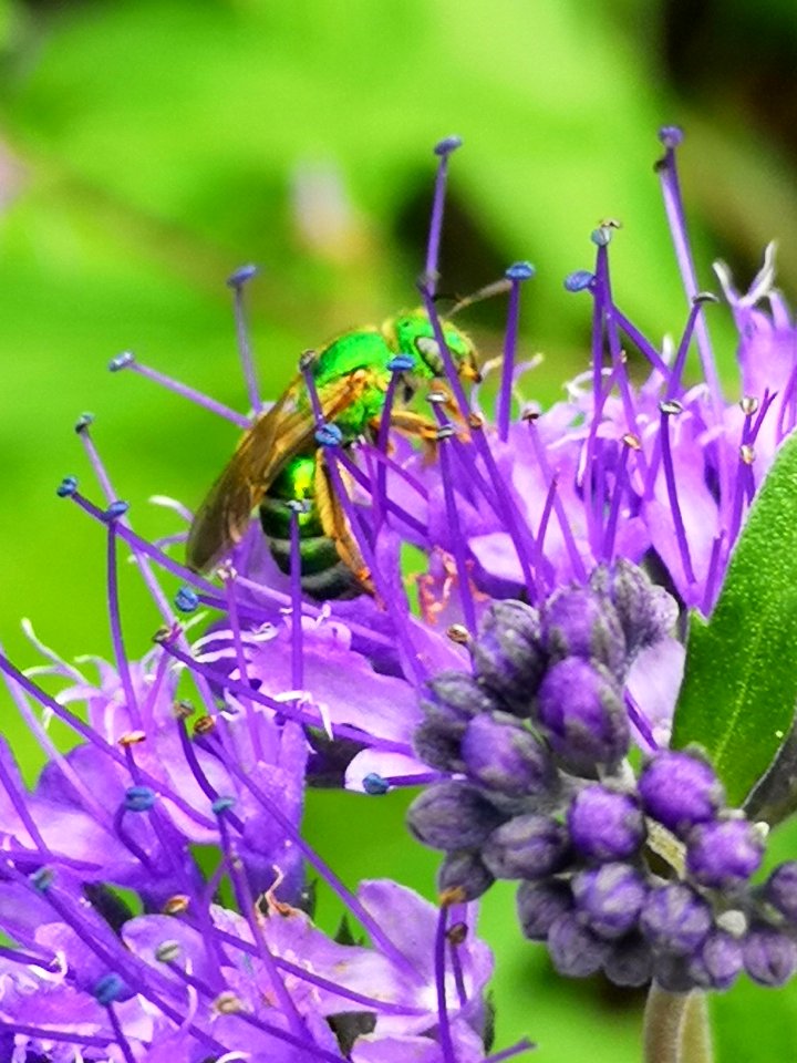 Sweat bee visiting bluebeard Caryopteris Dark Knight