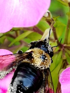 Carpenter bee nectar robbing Phlox paniculata