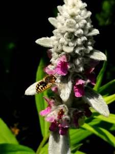 Wool carder bee on lamb's ears (Stachys byzantina 'Fuzzy Wuzzy')