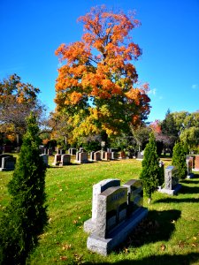 Graveyard maples in Fall