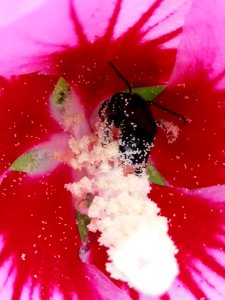 Black bee with long antennae with pollen in rose of Sharon Hibiscus syriacus