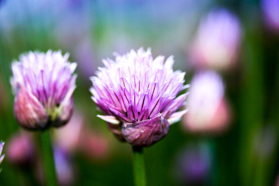Garden purple plant