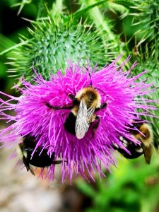Bumblebees on thistle photo