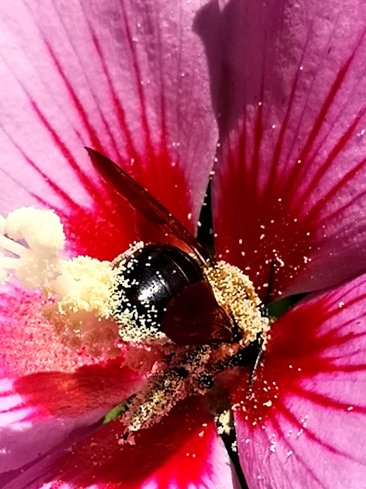 Bee visiting rose of Sharon Hibiscus syriacus covered in pollen