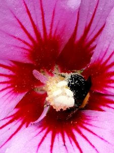 Carpenter bee Xylocopa virginica with pollen visiting rose of Sharon Hibiscus syriacus