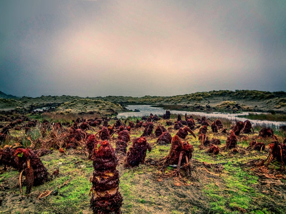 Humedal en Cucao (Chiloé - Chile)