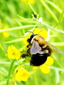 Carpenter bee Xylocopa visiting mustard flowers Brassica juncea