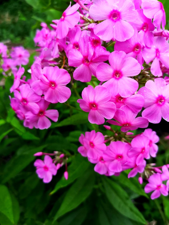 Pink Phlox paniculata