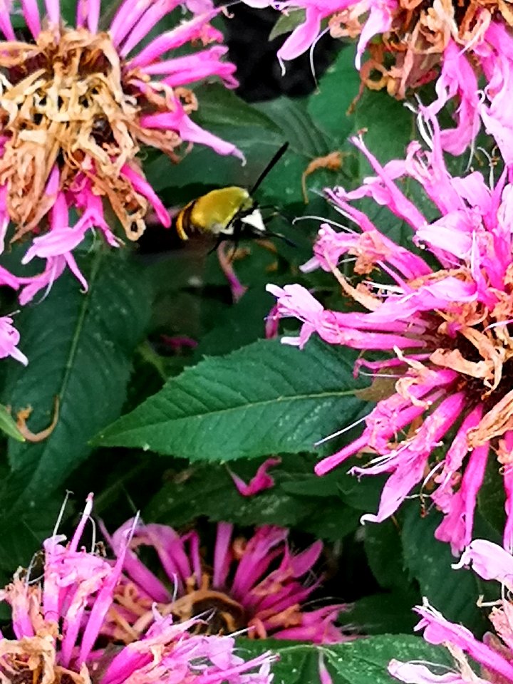 Hemaris diffinis, the snowberry clearwing moth, visiting bee balm Monarda didyma Balmy Pink