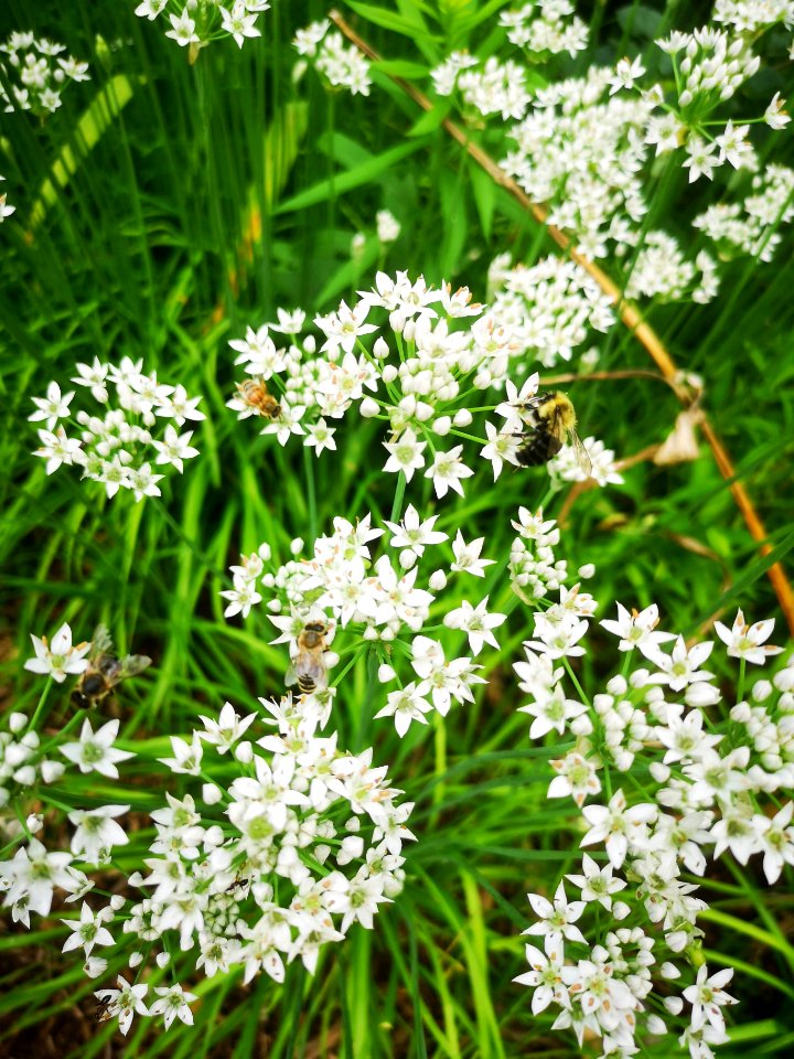 Different kinds of bees visiting flowers of garlic chives Allium tuberosum