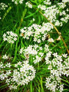 Different kinds of bees visiting flowers of garlic chives Allium tuberosum