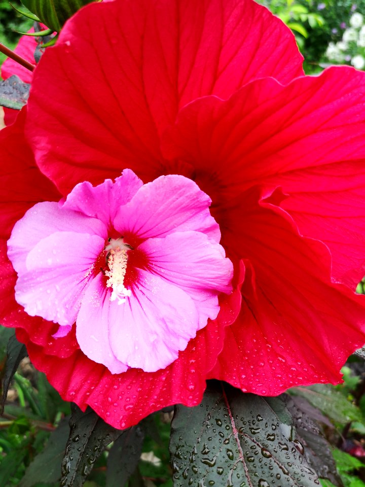 Comparing rose of Sharon Hibiscus syriacus (pink) and swamp rose mallow Hibiscus moscheutos Midnight Marvel (red) flowers photo