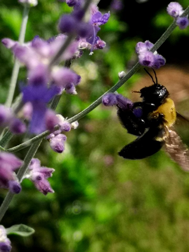 Carpenter bee Xylocopa visiting Russian sage Perovskia