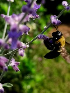 Carpenter bee Xylocopa visiting Russian sage Perovskia