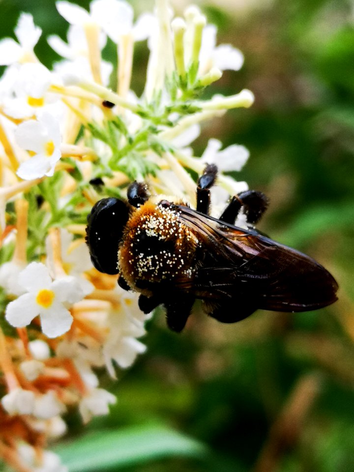 Carpenter bee nectar robbing Buddleja