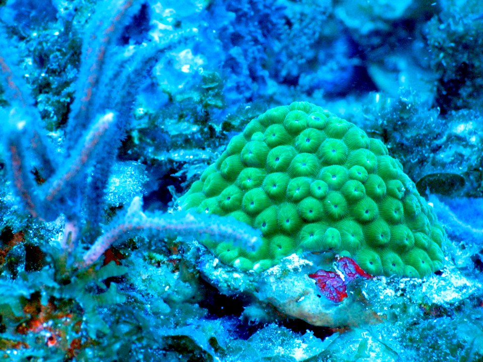 Small coral colony