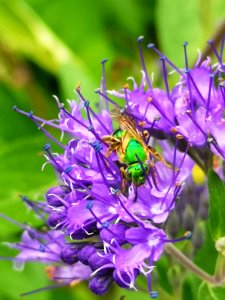Sweat bee visiting bluebeard Caryopteris Dark Knight