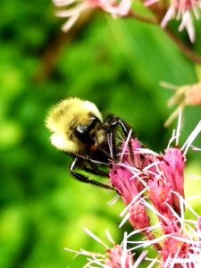 Bumblebee visiting Joe Pye weed Eupatorium dubium Baby Joe