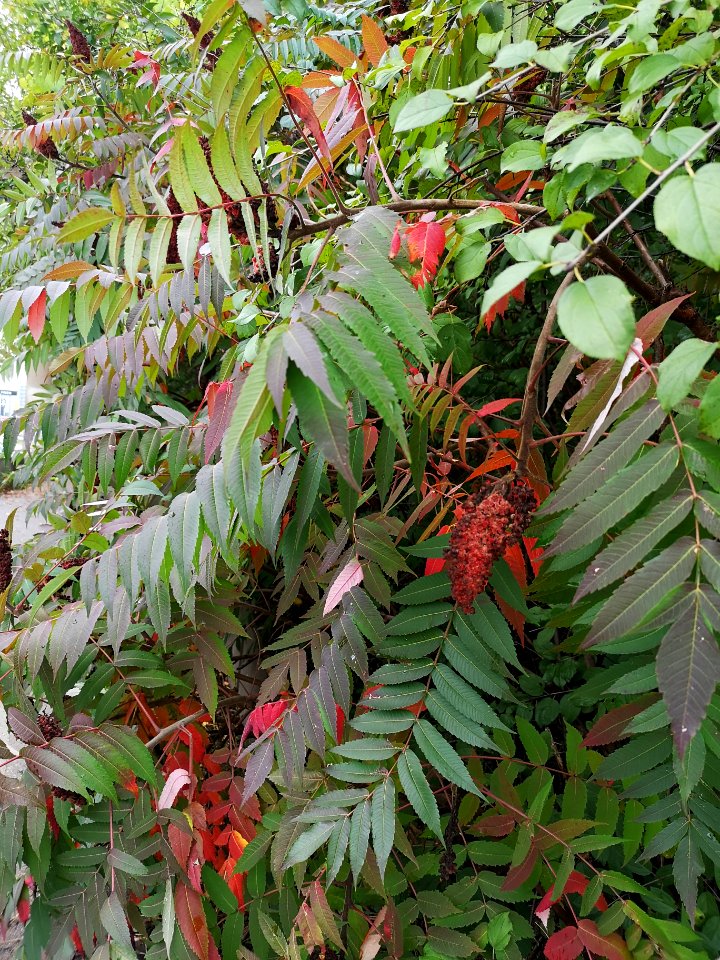 Staghorn sumac. Rhus typhina