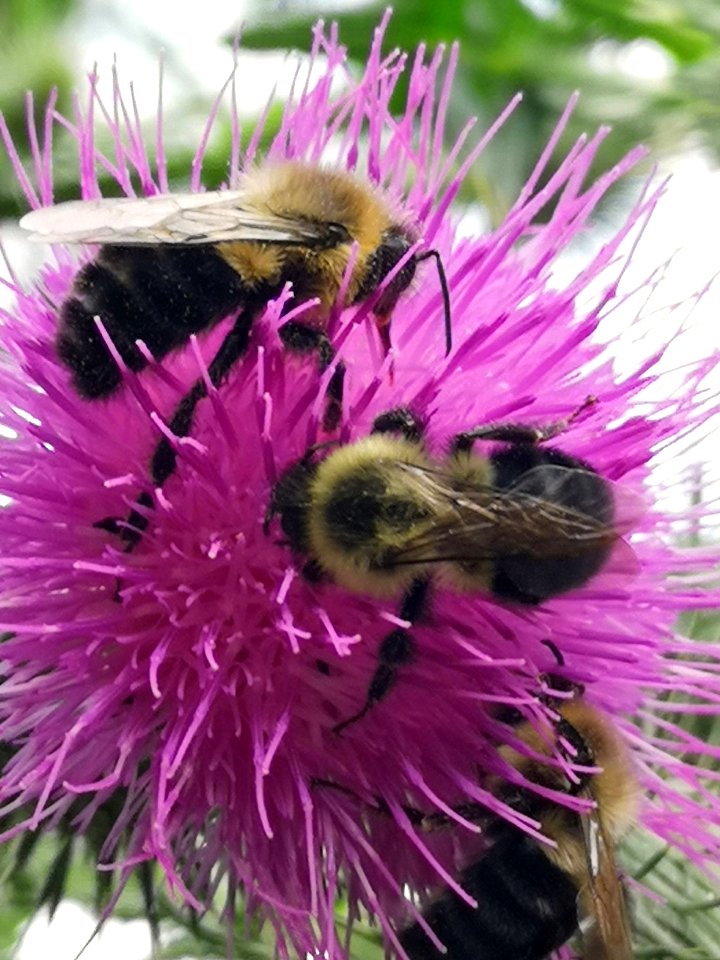 Bumblebees on thistle