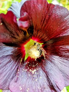 Bumblebee covered with pollen visiting black hollyhock Alcea nigra