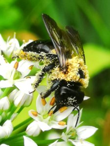 Carpenter bee Xylocopa virginica covered in pollen visiting flowers of garlic chives Allium tuberosum