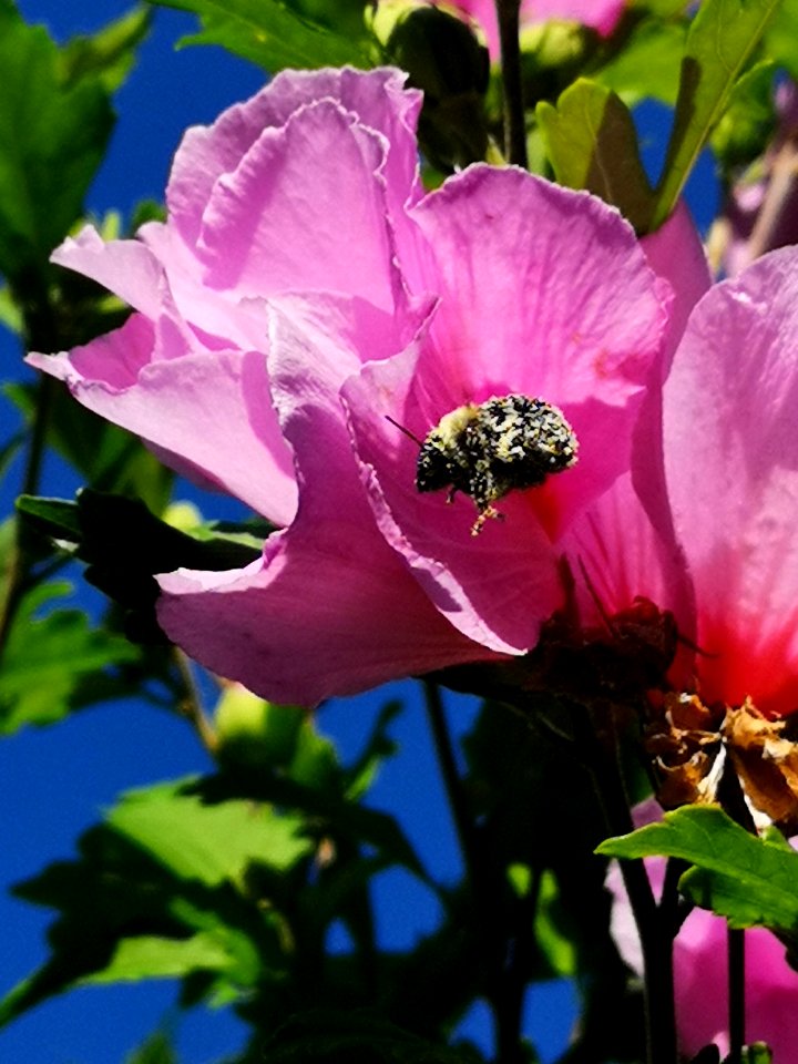 Bumblebee covered in pollen from visiting rose of Sharon (Hibiscus syriacus) flowers