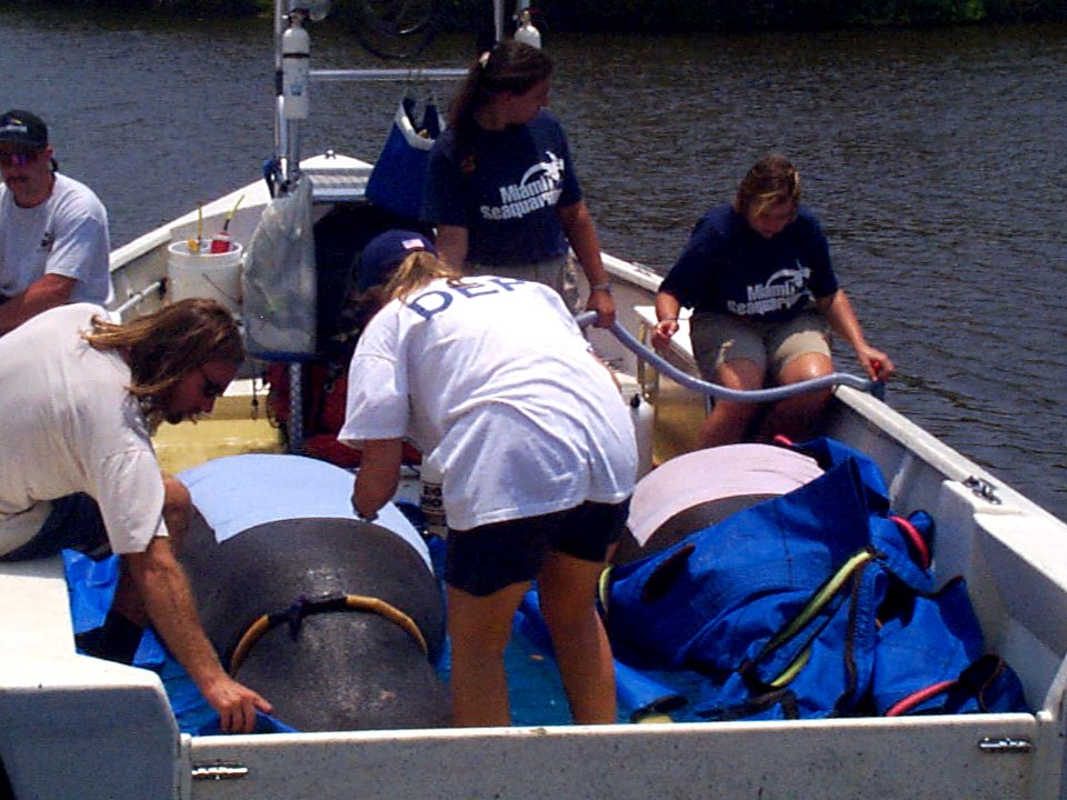 MAM Manatee research rescue and release (2), NPSPhoto, EVER 1998