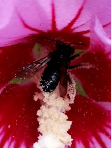 Black bee with long antennae with pollen in rose of Sharon Hibiscus syriacus