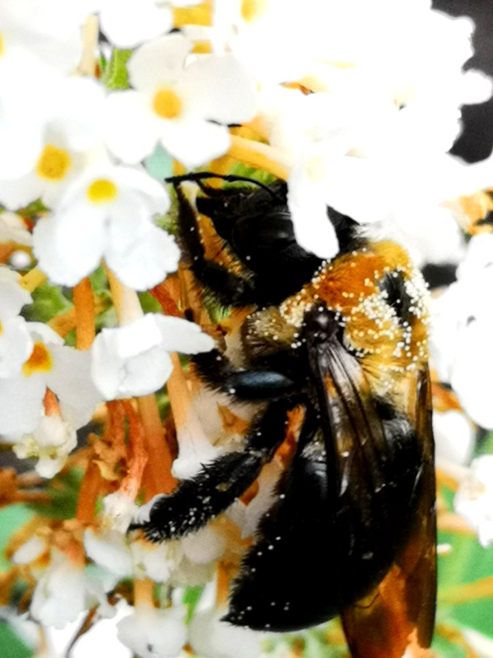 Carpenter bee Xylocopa virginica nectar robbing butterfly bush Buddleja