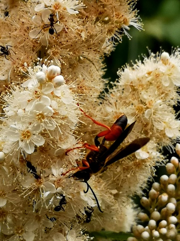 Great golden sand digger wasp (Sphex ichneumoneus) visiting false spirea (Sorbaria sorbifolia 'Sem') flowers