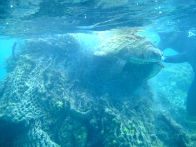 Freeing Entangled Turtle
