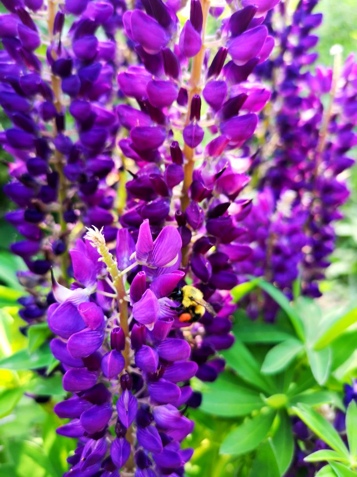 Lupinus Mini Gallery Blue with bumblebee