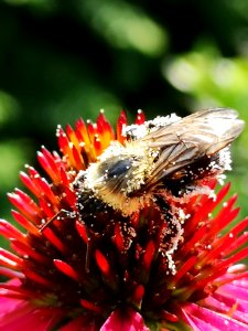 Bumblebee covered with pollen visiting coneflower Echinacea 'Cheyenne Spirit'