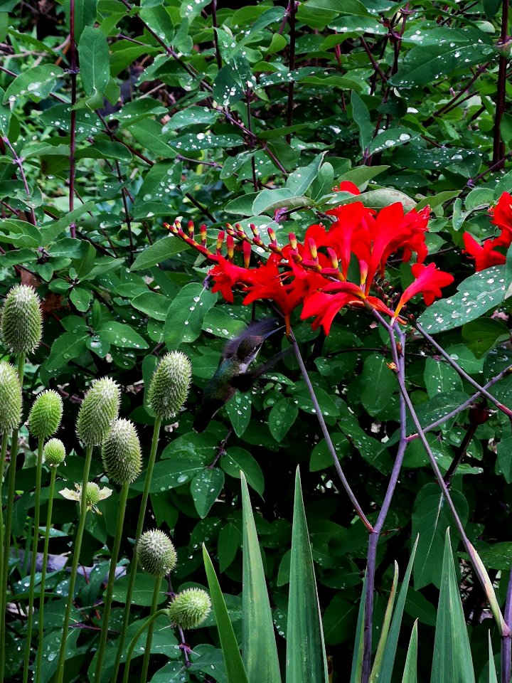 Hummingbird visiting montbretia (Crocosmia 'Lucifer')