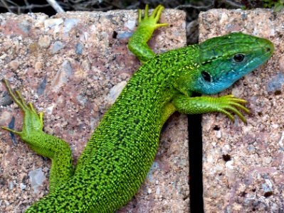 Lézard vert a