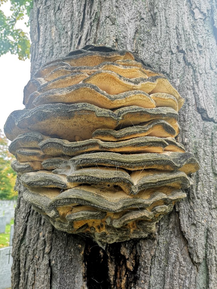 Fungus on maple tree