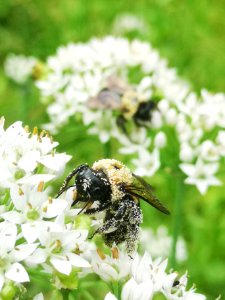 Carpenter bee Xylocopa virginica covered in pollen visiting flowers of garlic chives Allium tuberosum