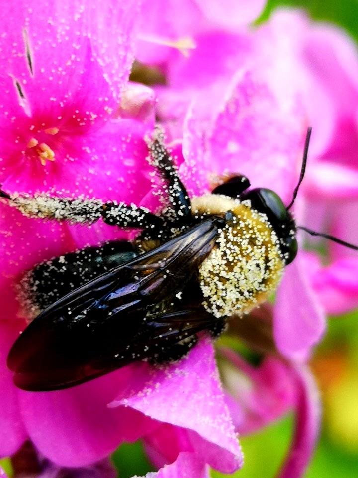 Bee covered with pollen visiting Phlox paniculata